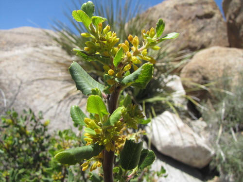 Holly-leaf Buckthorn