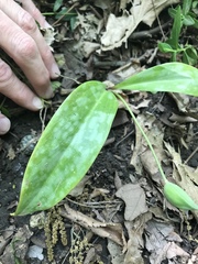 Erythronium rostratum