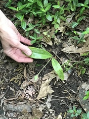 Erythronium rostratum