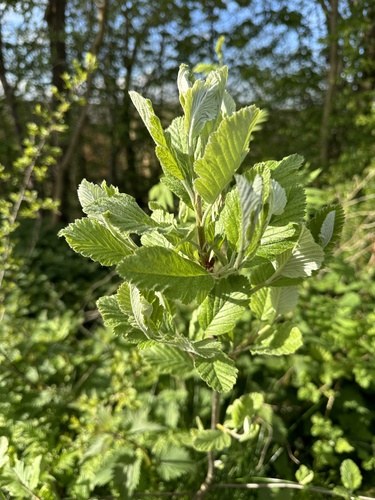 None known (Hedlundia mougeotii)