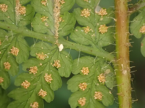 Image of Hypolepis dicksonioides by (c) Leon Perrie, some rights reserved (CC BY)