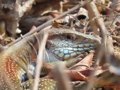 Aspidoscelis motaguae