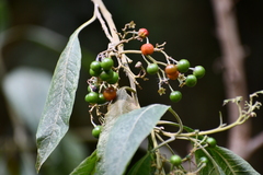 Solanum pubigerum