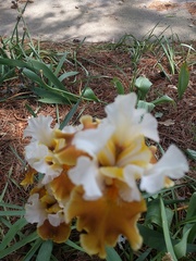 Iris × germanica