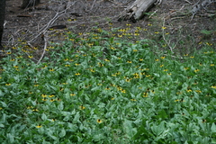 Rudbeckia californica