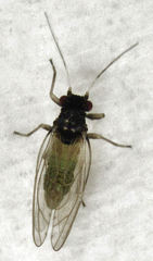Acizzia solanicola
