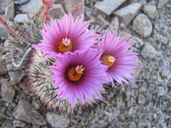 Escobaria alversonii