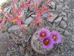 Escobaria alversonii