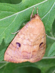 Maurilia