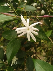 Jasminum nitidum