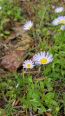 Astranthium ciliatum