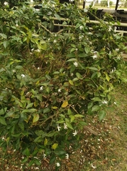 Jasminum nitidum
