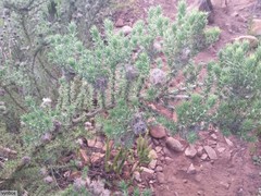 Aspalathus chenopoda