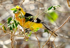 Pheucticus chrysopeplus