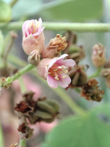 Image of Toilet Paper Tree (Melochia umbellata) by (c) Muhammad HEEMBOO, some rights reserved (CC BY)