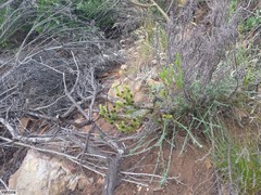 Thesium capitatum