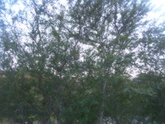 Vachellia hindsii