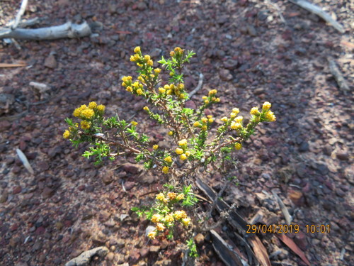Slender Autumnaster (Marasmodes oligocephala)