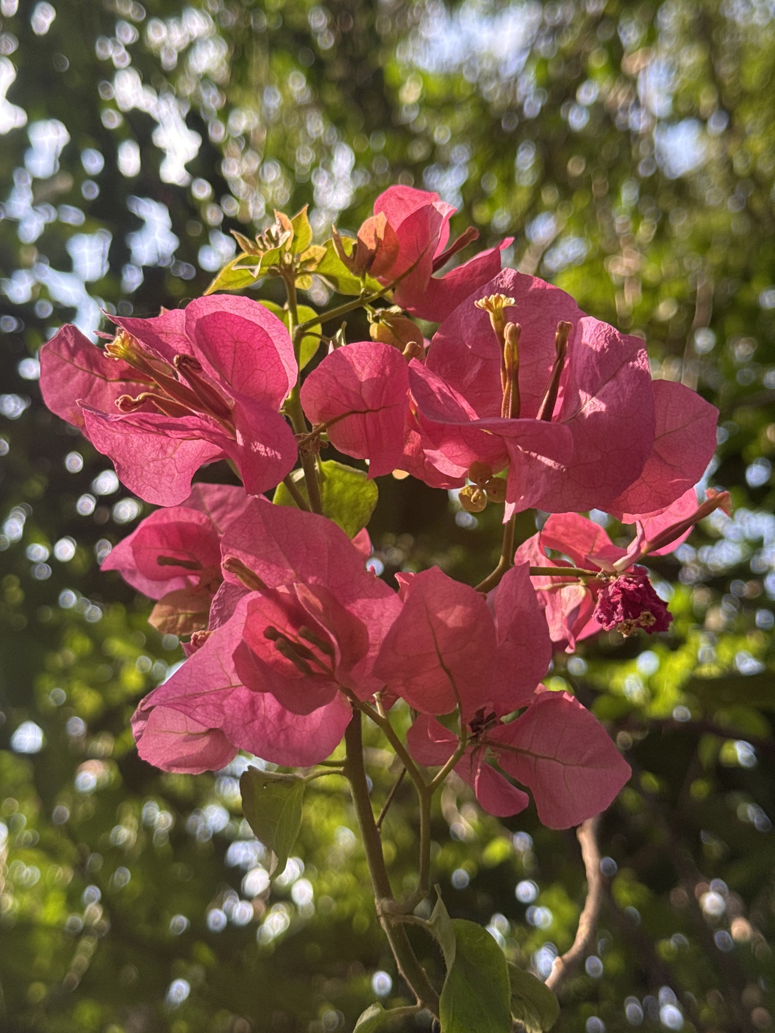 Imagem de Primavera