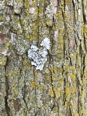 Flavoparmelia caperata