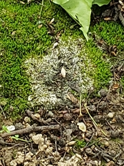 Bryopsida