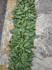 Taraxacum officinale