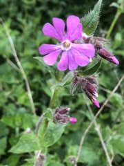 Silene dioica
