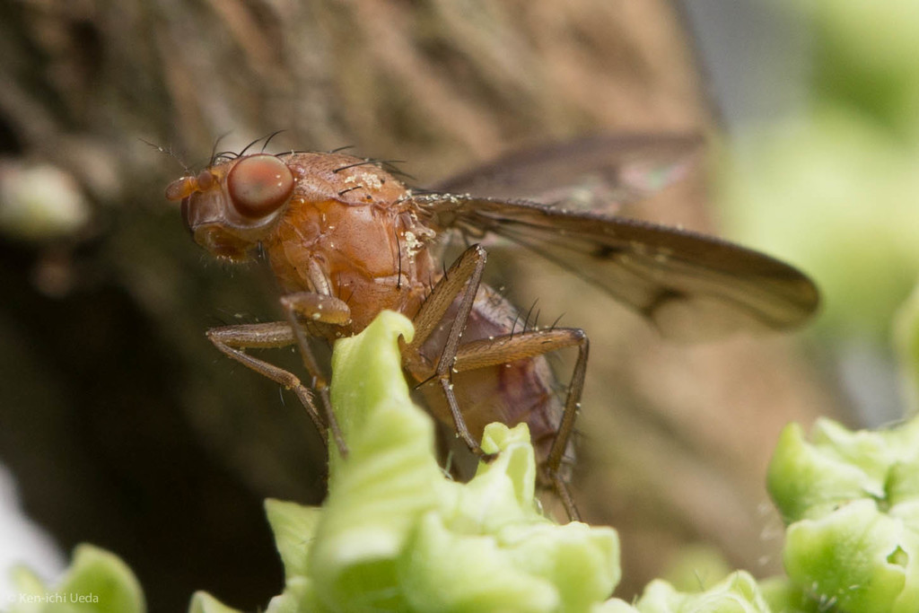 Suillia sororcula