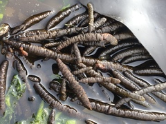 Splachnidium rugosum