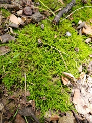 Rhytidiadelphus squarrosus