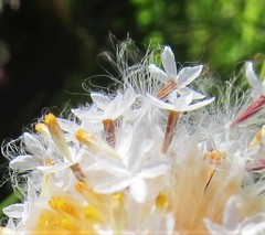 Ursinia tenuifolia