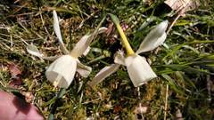 Narcissus triandrus