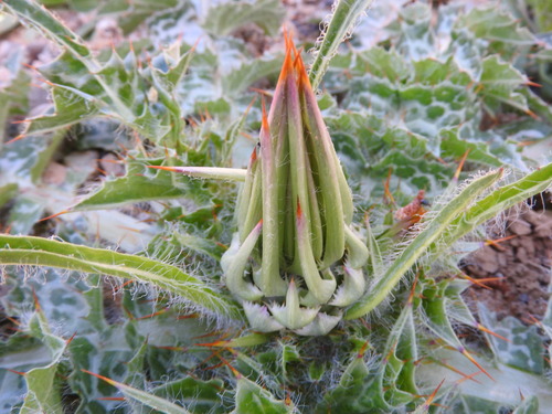 Image of Silybum eburneum by (c) Abdenour Kheloufi, some rights reserved (CC BY)