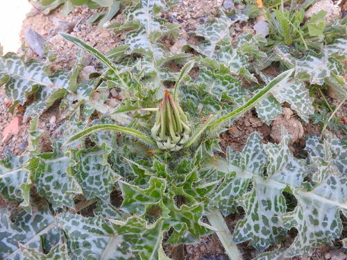 Image of Silybum eburneum by (c) Abdenour Kheloufi, some rights reserved (CC BY)