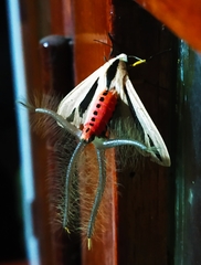 Creatonotos