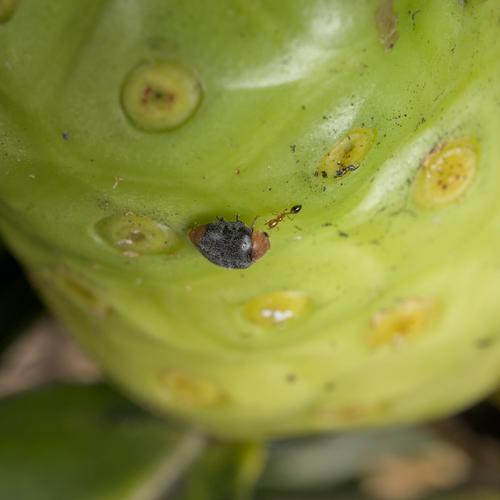 Destroyer Ant photo 5