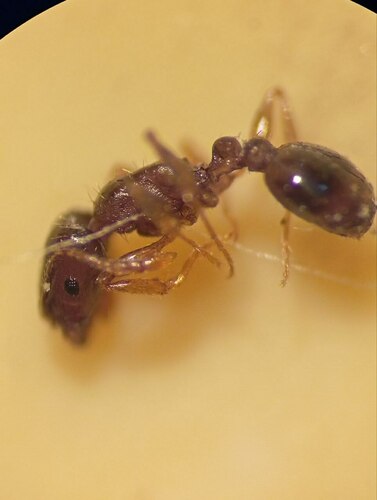 Tetramorium armatumTetramorium armatum