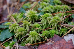 Sphagnum affine