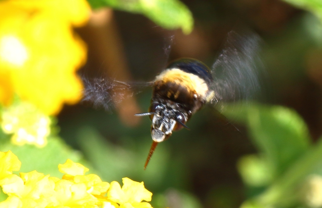 Cryptic Banded Digger Bee