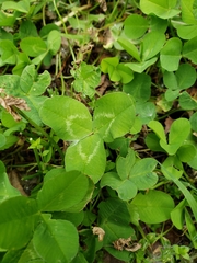 Trifolium repens