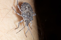 Peltasticus punctatus