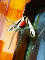 Creatonotos