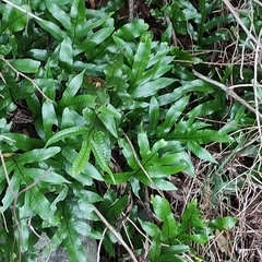Lecanopteris pustulata
