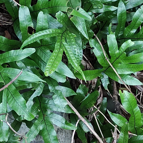 Lecanopteris pustulata, photograph 1