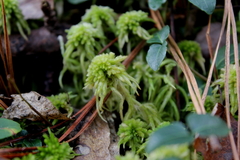 Sphagnum affine