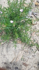 Conradina verticillata