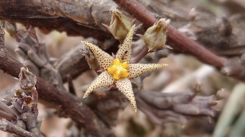 Piaranthus decorus subsp. cornutus 2