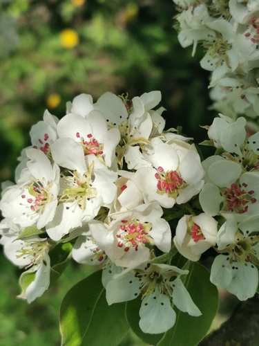 Paprastoji kriaušė