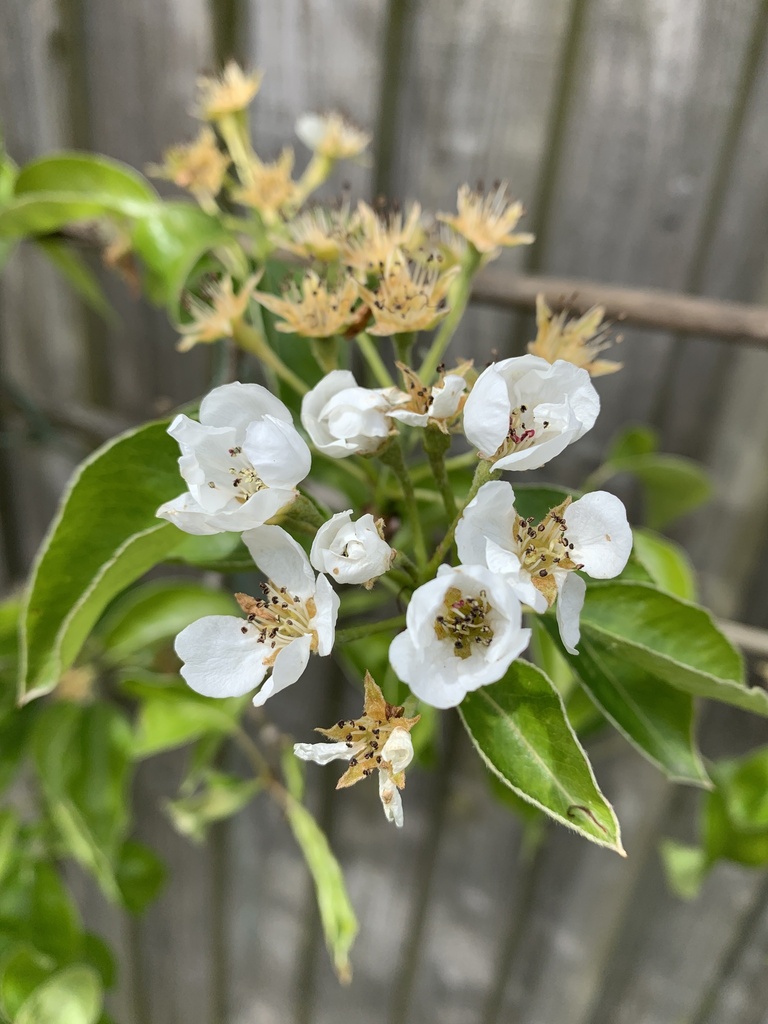 Common Pear from South Lane, York, England, GB on April 26, 2024 at 11: ...