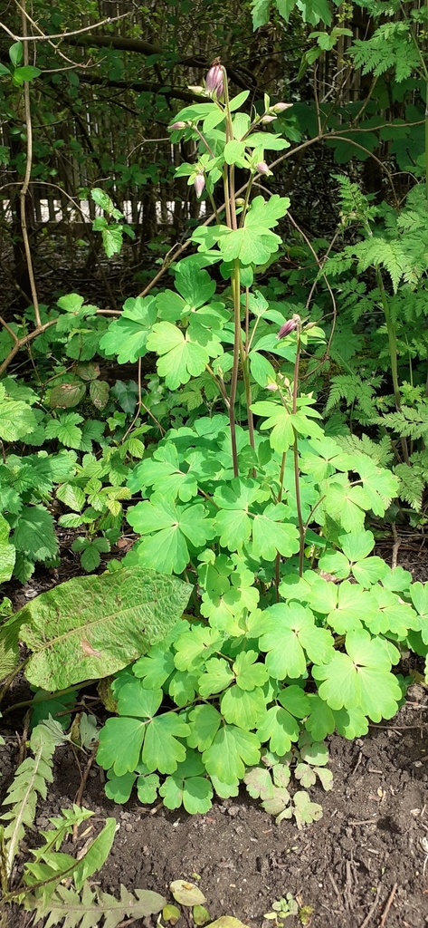 common columbine from F78X+H4, St Helens, Saint Helens WA11 0UR, UK on ...